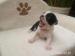 Prodáme štěňata Boston Terrier! - Prodej