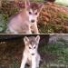 Sibírsky husky šteniatka - 3 PSÍCI - odber IHNEĎ - Predaj