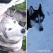 Sibírsky husky šteniatka - 3 PSÍCI - odber IHNEĎ - Predaj