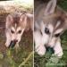 Sibírsky husky šteniatka - 3 PSÍCI - odber IHNEĎ - Predaj