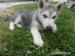 Šteniatka sibírsky husky - Predaj