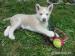 Šteniatka sibírsky husky - Predaj