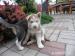 Šteniatka sibírsky husky - Predaj