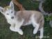 Šteniatka sibírsky husky - Predaj