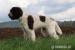Lagotto Romagnolo na prodej - Prodej