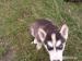 Sibírsky husky - FENKA  - ODBER   IHNEĎ - Predaj