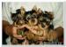 Yorkshire Terrier szczenięta - Sprzedaż