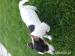 Jack Russel - Predaj