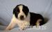 border collie s PP - Prodej