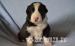border collie s PP - Prodej