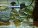 TLAMOVEC PESTRY-Melanochromis auratus - Prodej