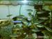 TLAMOVEC PESTRY-Melanochromis auratus - Prodej
