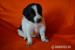 Border collie - Prodej