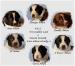 Border collie - Prodej