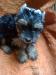 jokšírský teriér-yorkshire terrier - Prodej