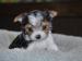 jokšírský teriér-yorkshire terrier - Prodej