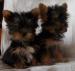 jokšírský teriér-yorkshire terrier - Prodej