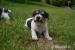 Jack Russell teriér - Prodej