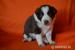 border collie s PP - Prodej