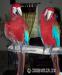 krásné modré a zlaté papoušci ara - Prodej