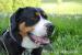 Velký švýcarský salašnický pes - Prodej