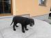 Flat Coated Retriever - Prodej