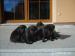 Labrador Retriever - Prodej