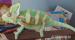 Chameleon jemenský dospělý - Prodej