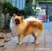 SZPIC reproduktor! Szpic mały TRYKOLOR!  - Sprzedaż