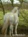 Dartmoor pony na prodej - Prodej