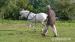 Dartmoor pony na prodej - Prodej
