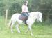 Dartmoor pony na prodej - Prodej