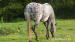Appaloosa na prodej - Prodej