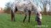 Appaloosa na prodej - Prodej