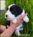 Bearded collie - Prodej