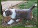 Bearded collie - Prodej