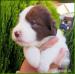 Bearded collie - Prodej