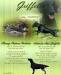 Štěňátka flat coated retrievera s PP - Prodej