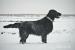 Štěňátka flat coated retrievera s PP - Prodej