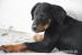 Pejsek Beaucerona s PP  - Prodej