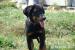 Pejsek Beaucerona s PP  - Prodej
