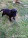 Kříženec boxera  a labradora - Darování