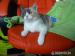 british shorthair, female - Sprzedaż