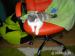 british shorthair, female - Sprzedaż