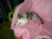 british shorthair, female - Sprzedaż