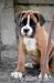 BOXER - Prodej