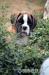 BOXER - Prodej