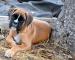 BOXER - Prodej