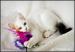 TUrecki Van - Turkish VAN - swimming cat! - Sprzedaż