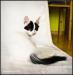 TUrecki Van - Turkish VAN - swimming cat! - Sprzedaż